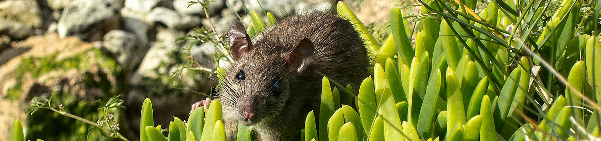 theproject_problemidentification | Lord Howe Island Rodent Eradication ...