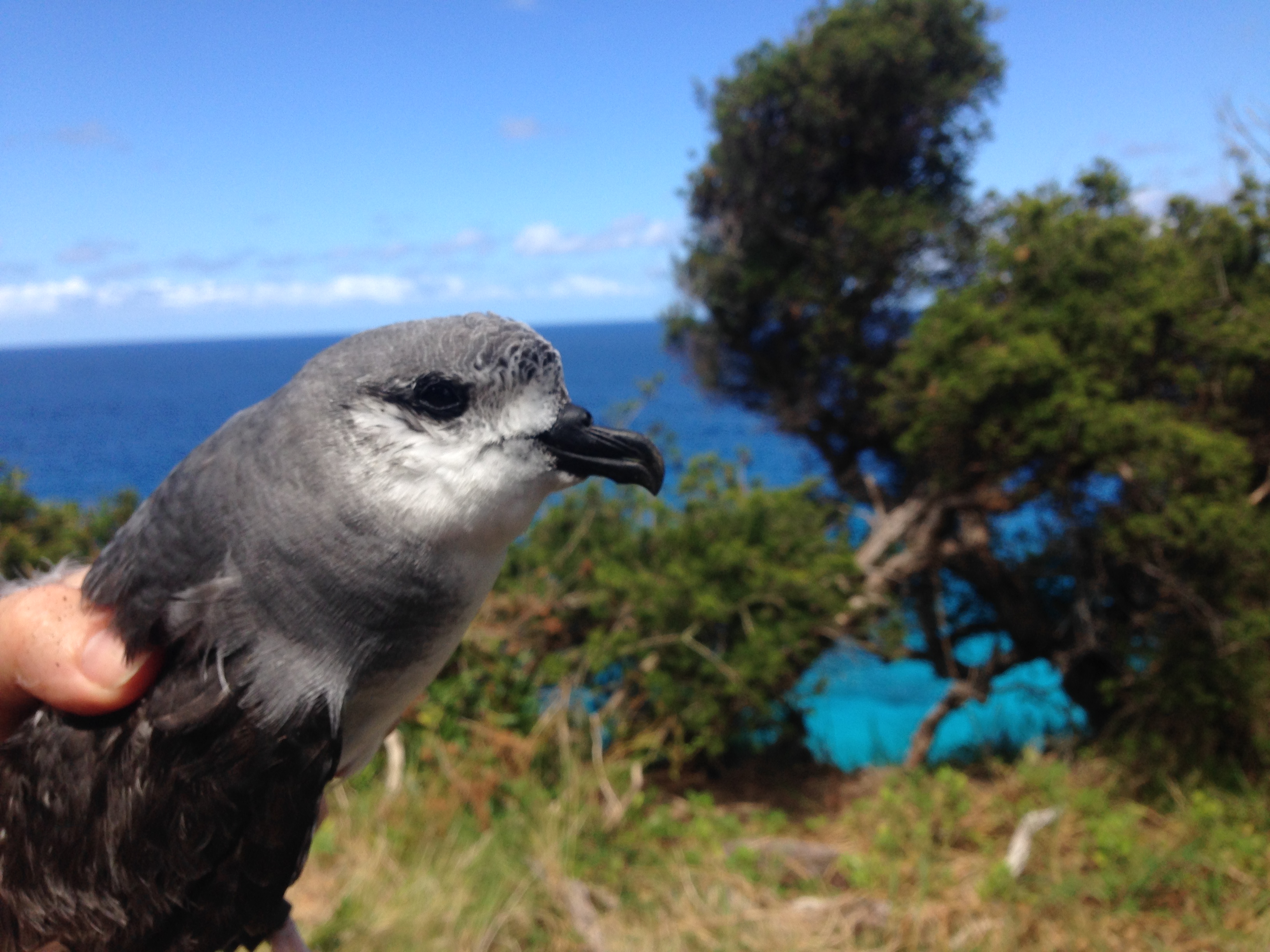 IMG_0705 | Lord Howe Island Rodent Eradication Project